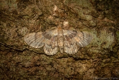 Gymnoscelis derogata