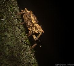 Poropterus angustatus
