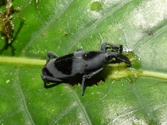Rhodobaenus nawradii