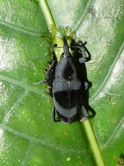 Rhodobaenus nawradii