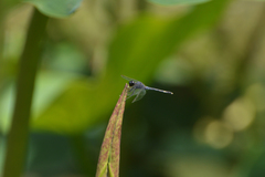 Erythrodiplax nigricans