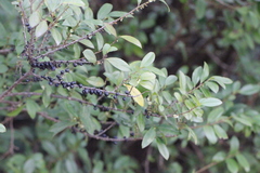 Eurya chinensis