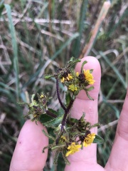 Sigesbeckia orientalis
