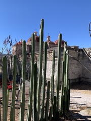 Lophocereus marginatus