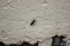 Ozodiceromyia nigrimana