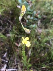 Goodenia dimorpha