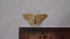 Scopula perlata