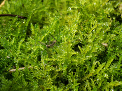 Rhynchostegium