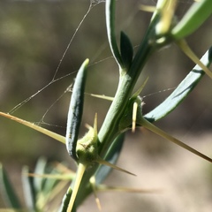 Sclerolaena muricata muricata