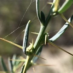Sclerolaena muricata muricata