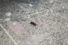 Ozodiceromyia nigrimana