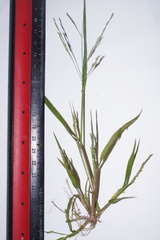 Panicum dichotomiflorum dichotomiflorum