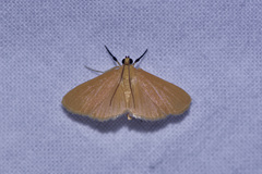 Phaedropsis