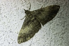 Mnesiloba eupitheciata