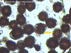 Scleroderma meridionale