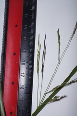 Panicum dichotomiflorum dichotomiflorum