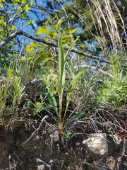 Echinacea angustifolia