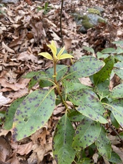 Mycosphaerella colorata
