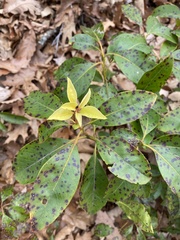 Mycosphaerella colorata