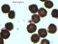 Scleroderma meridionale