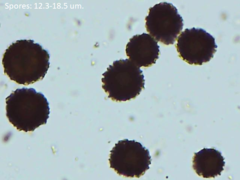 Scleroderma meridionale