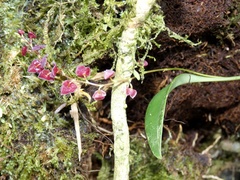 Stelis argentata