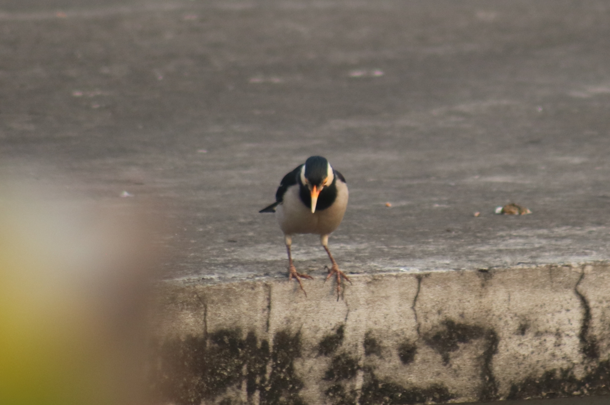 Indian Pied Myna