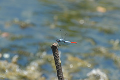 Planiplax erythropyga