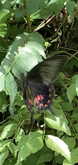 Papilioninae