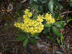 Brachyglottis laxifolia