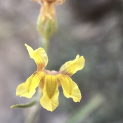 Goodenia fascicularis