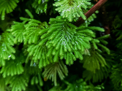 Hypopterygium didictyon