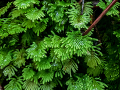 Hypopterygium didictyon