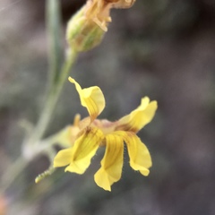 Goodenia fascicularis