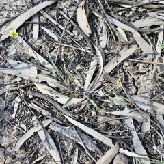 Goodenia fascicularis