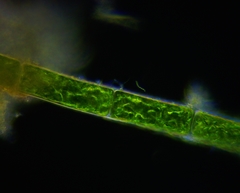 Rhizoclonium