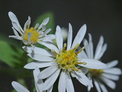 Aster lasiocladus