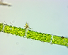 Rhizoclonium