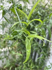 Clinacanthus nutans