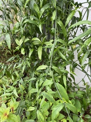 Clinacanthus nutans