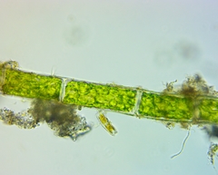 Rhizoclonium