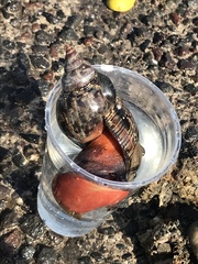 Fasciolaria
