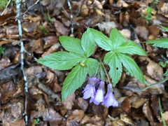 Cardamine pentaphyllos