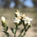 Cressa australis - Photo (c) cinclosoma,  זכויות יוצרים חלקיות (CC BY-NC), הועלה על ידי cinclosoma