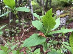 Lonicera alpigena