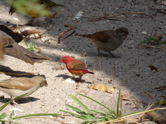 Lagonosticta senegala