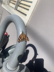 Libytheana carinenta