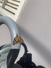 Libytheana carinenta