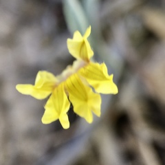 Goodenia fascicularis