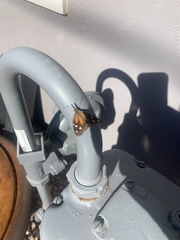 Libytheana carinenta